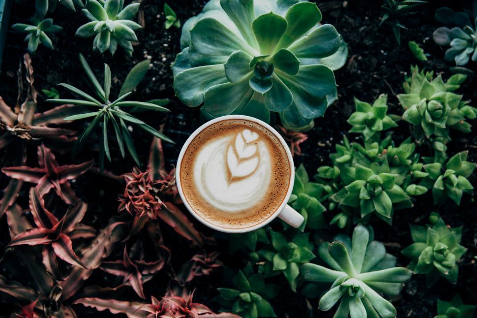 Free Image of Coffee In Plants 