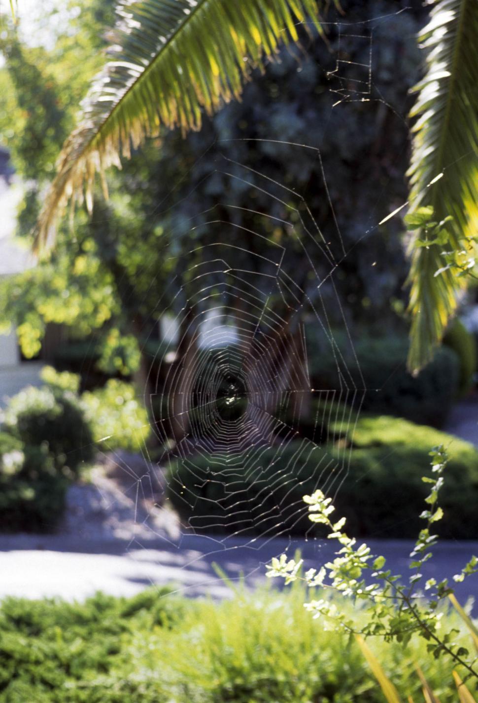 Free Image of Orb-weaver spider - Web 