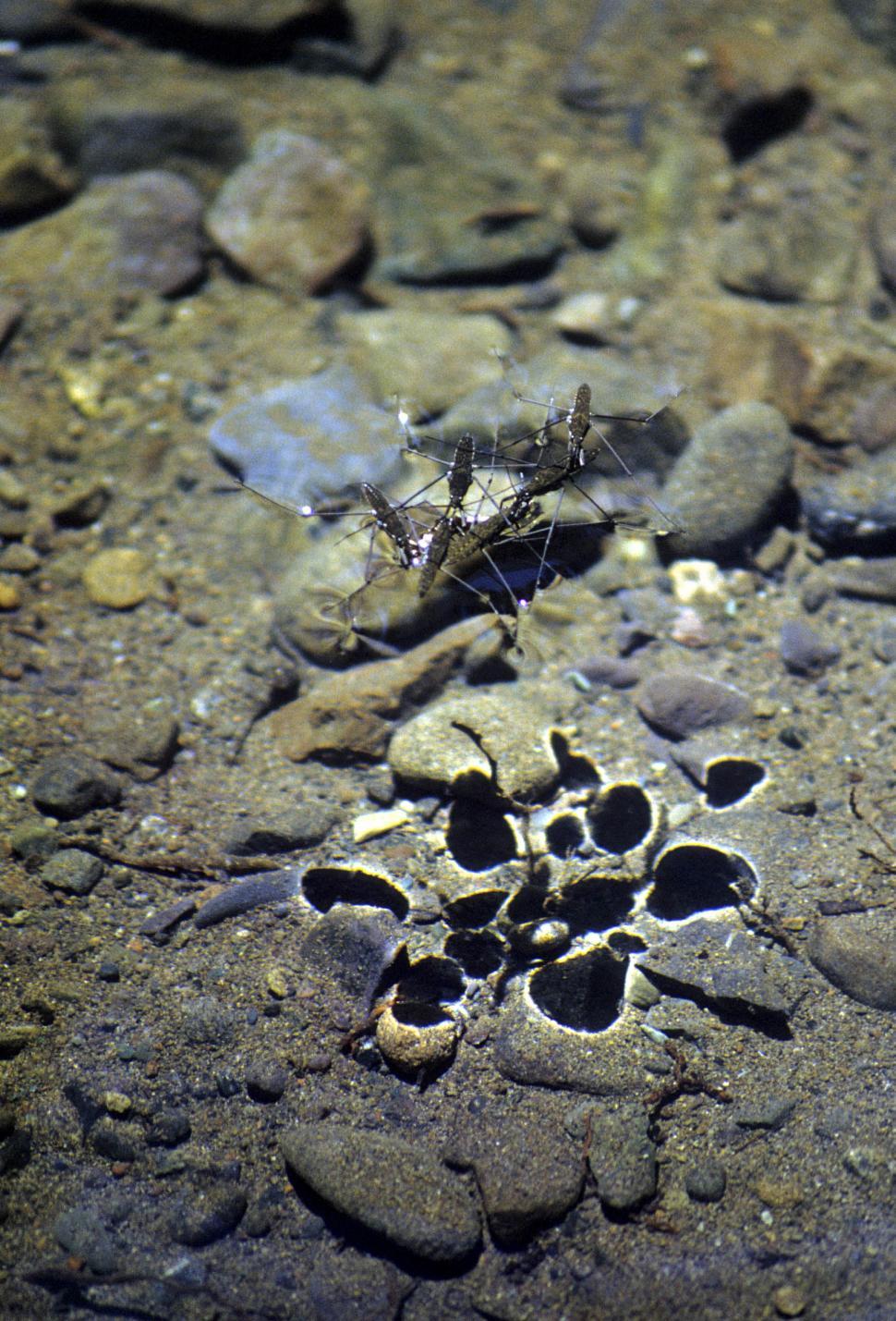 Free Image of Water striders with shadows  