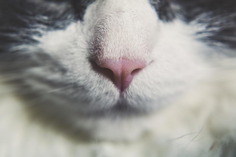 Free Image of Cat Nose 