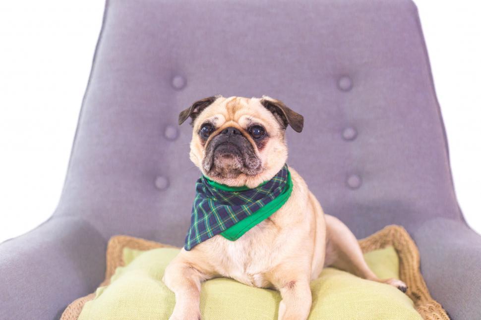 Free Image of Cute Small Dog 