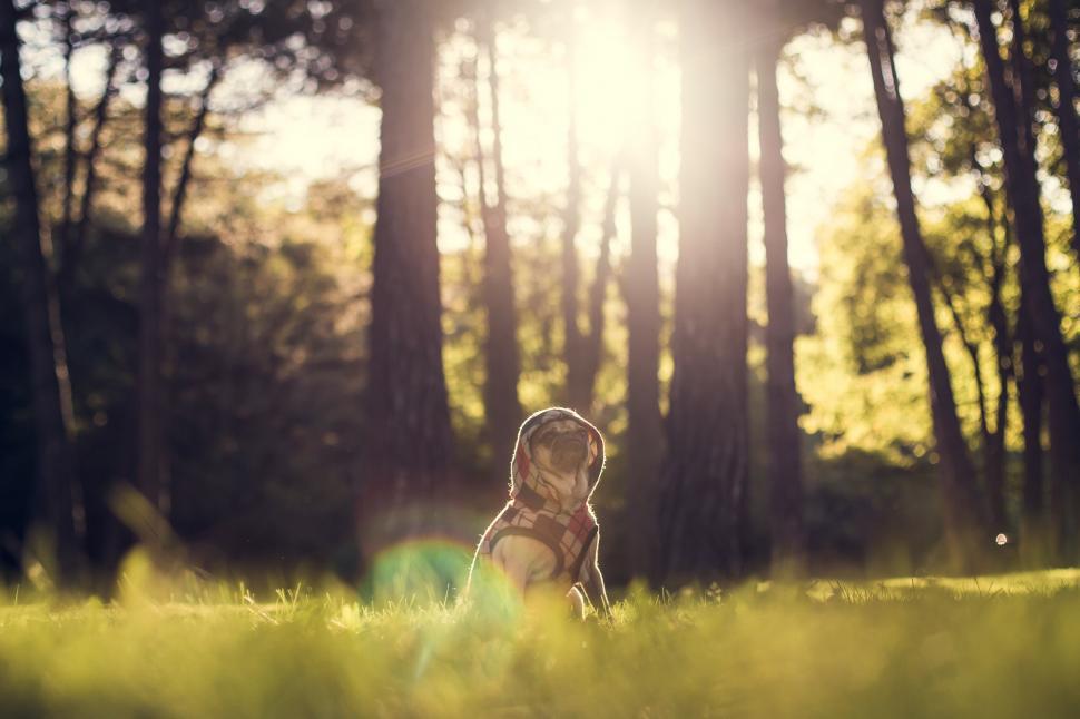Free Image of Dog at the Park 