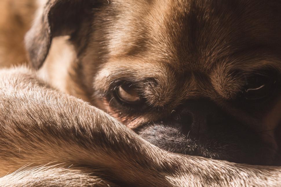Free Image of Dog Closeup 