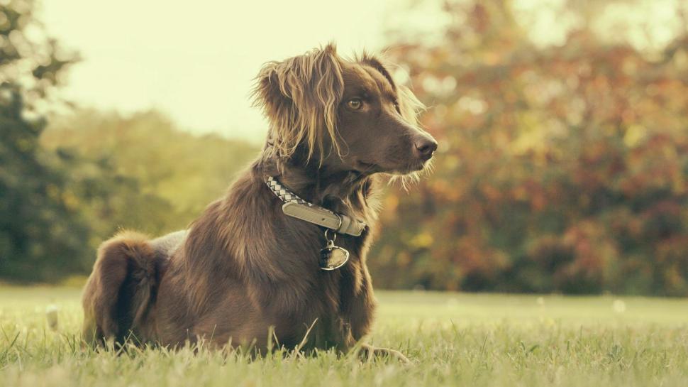 Free Image of Dog In Backyard 