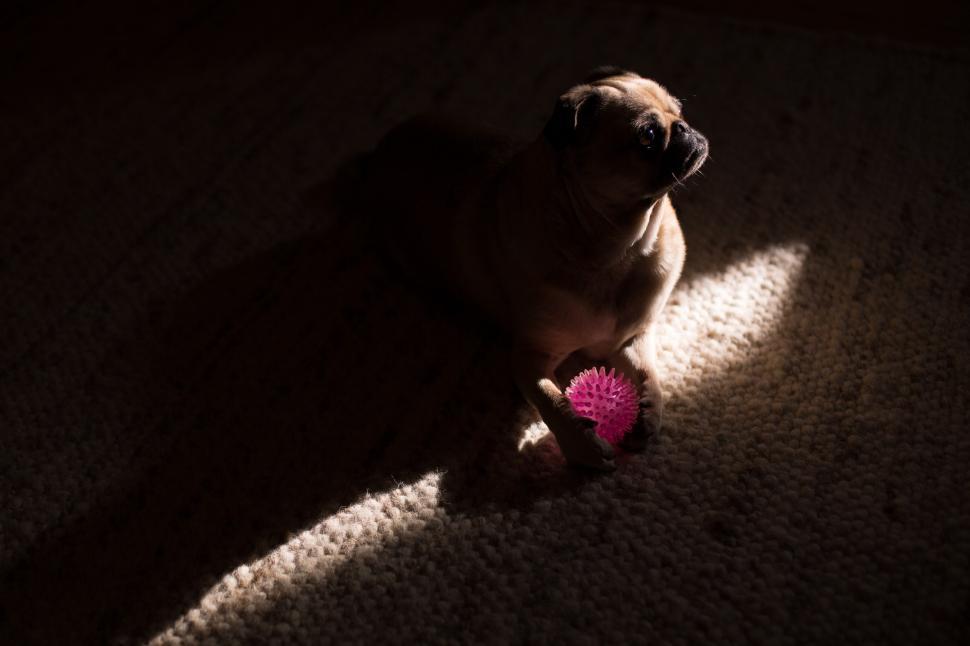 Free Image of Dog In The Shadows 