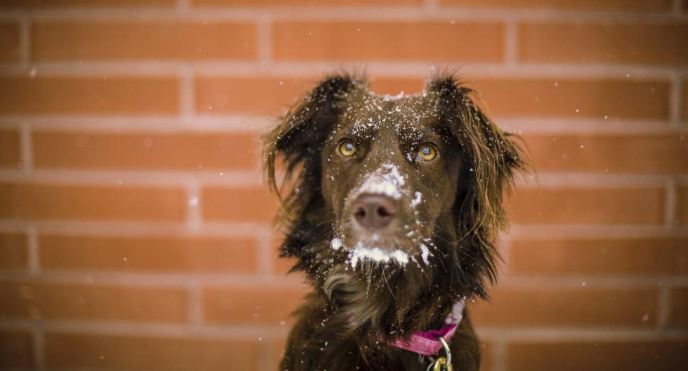 Free Image of Dog In The Snow 