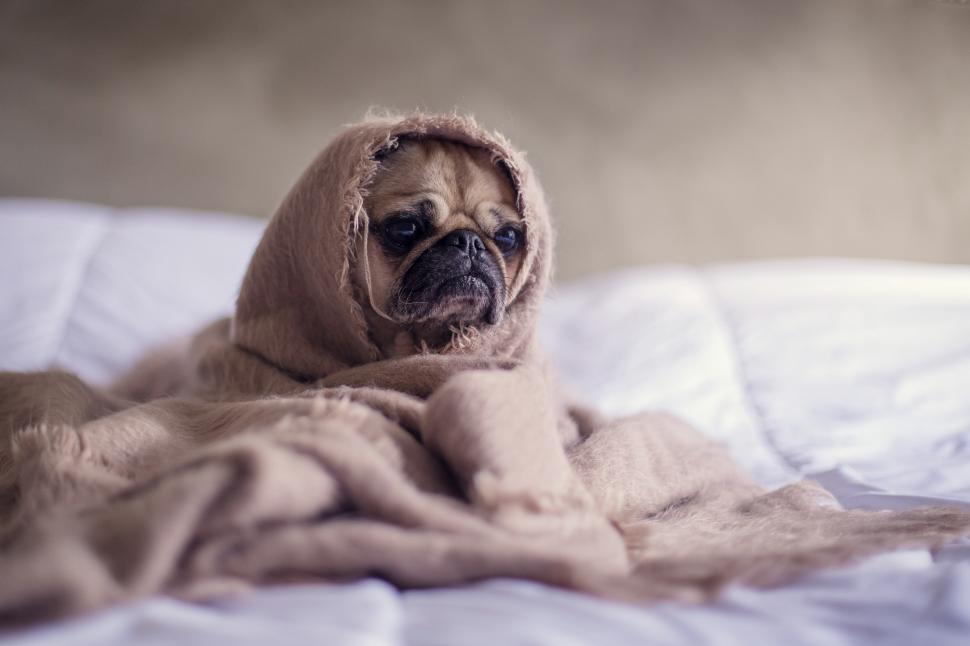 Free Image of Dog Staying Warm 