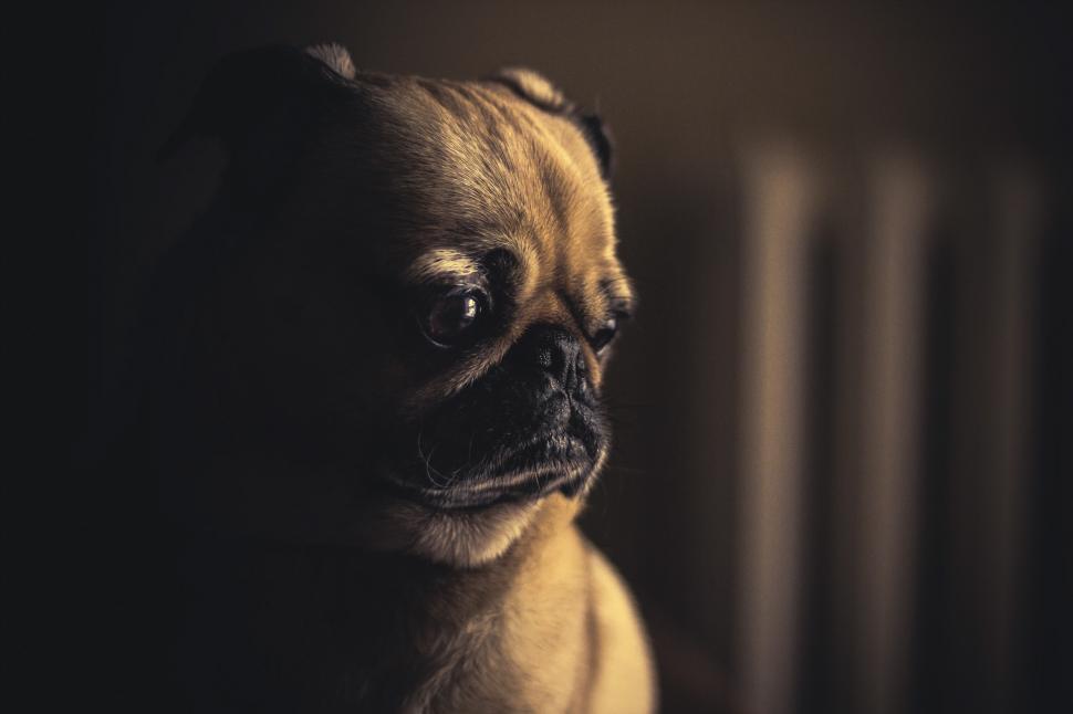 Free Image of High Contrast Dog Photo 