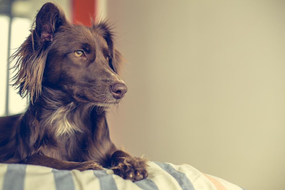 Free Image of Mutt Looking Outside 