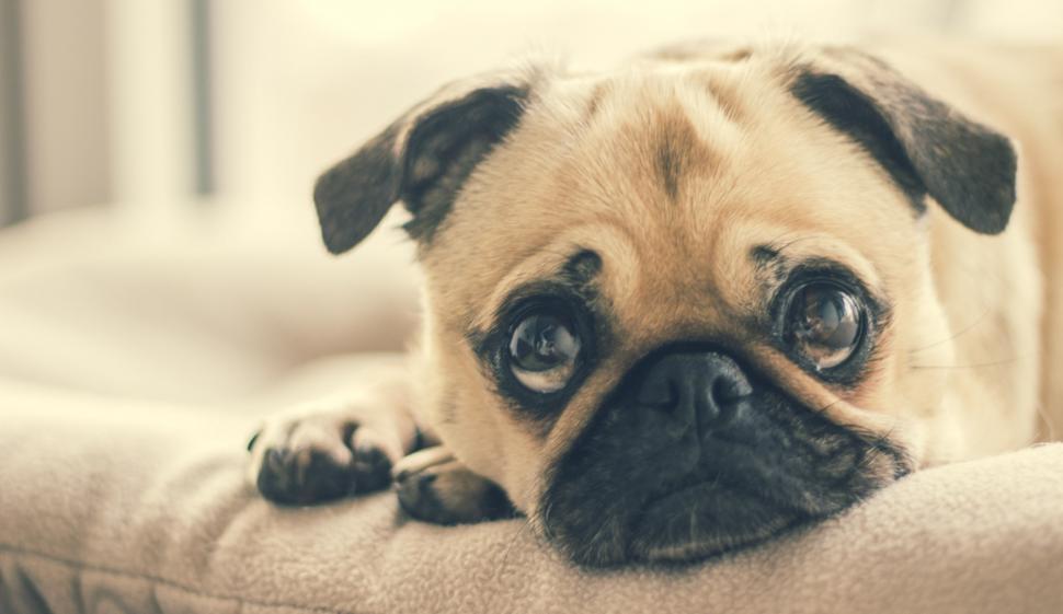 Free Image of Pug In Dog Bed 
