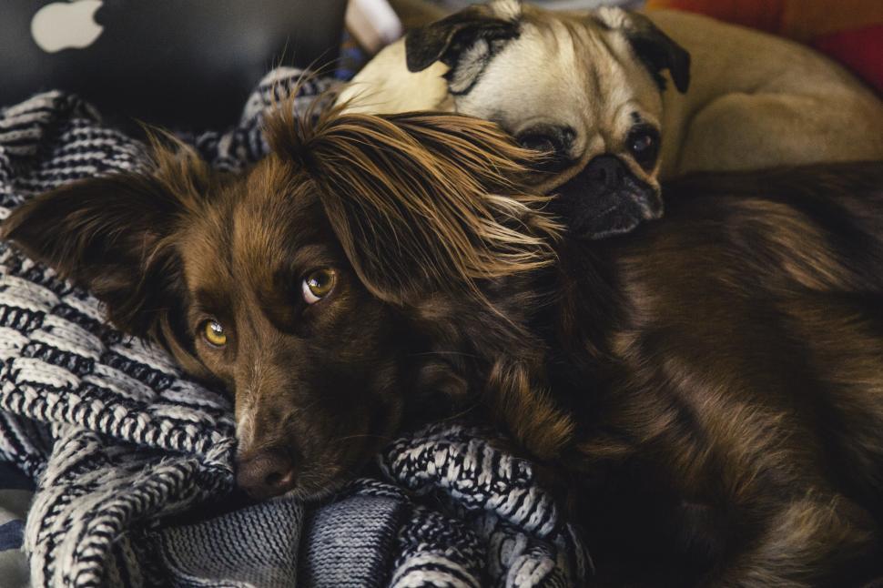 Free Image of Puppy Love 
