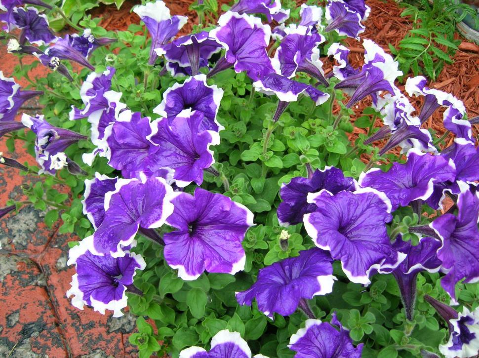 Free Image of Pretty n' Purple  