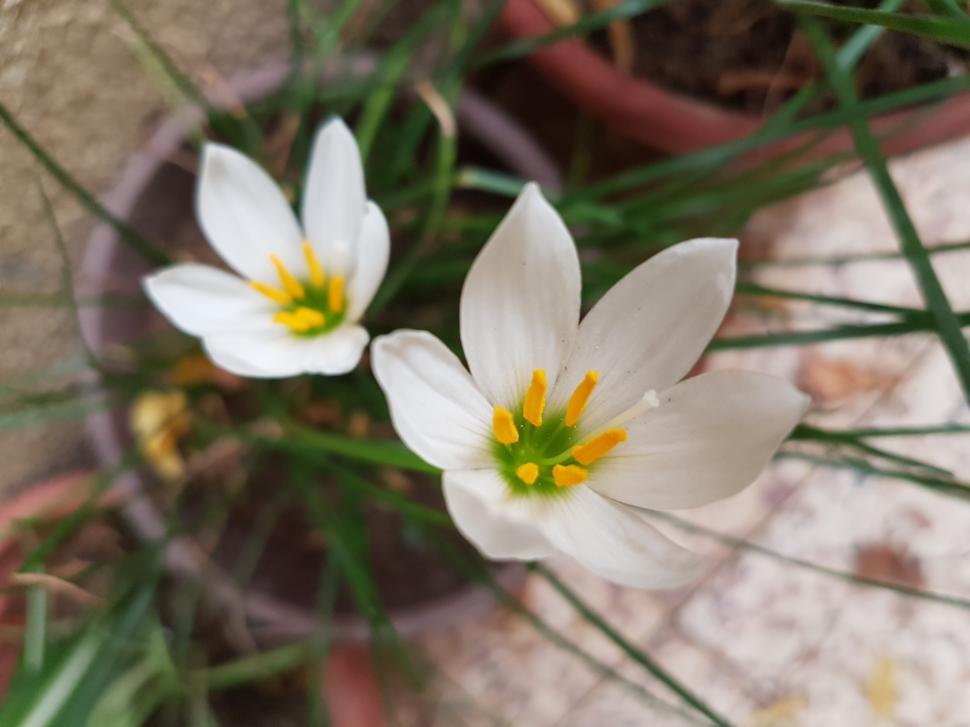 Free Image of White Flower Yellow Petals 