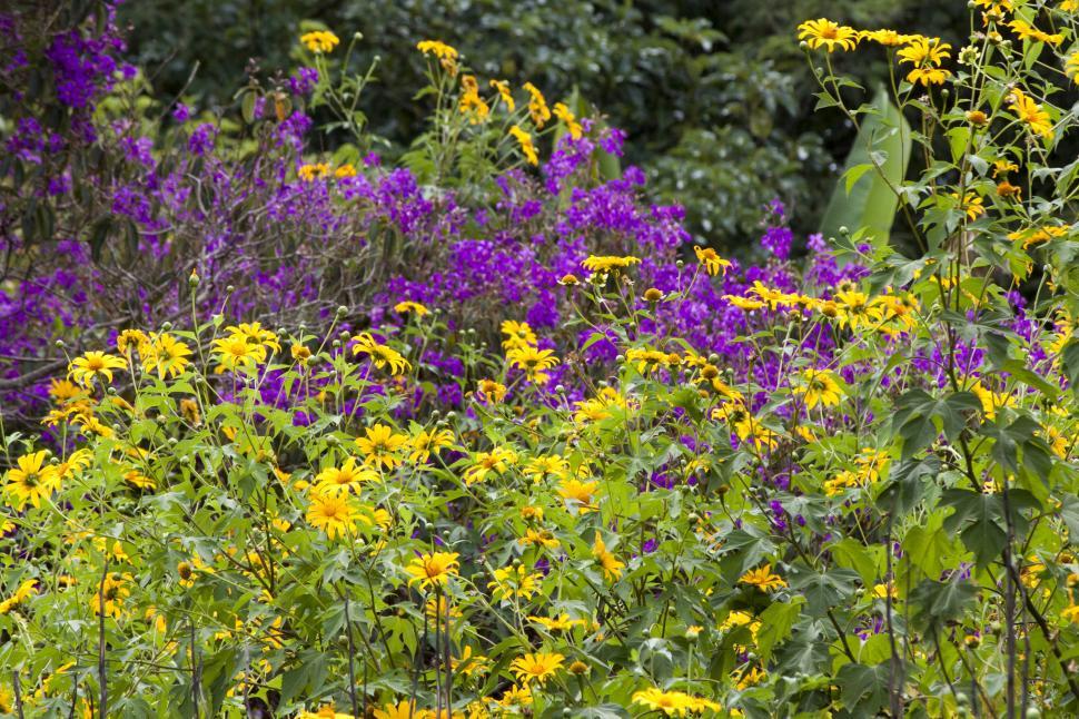 Free Image of Field of flowers 