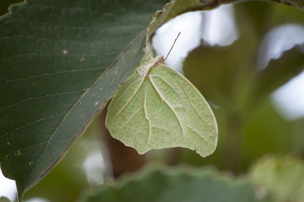 Free Image of Camouflaged butterfly 