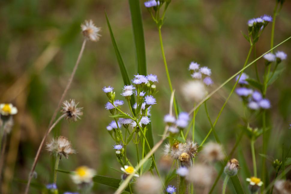 Free Image of Flower collective 