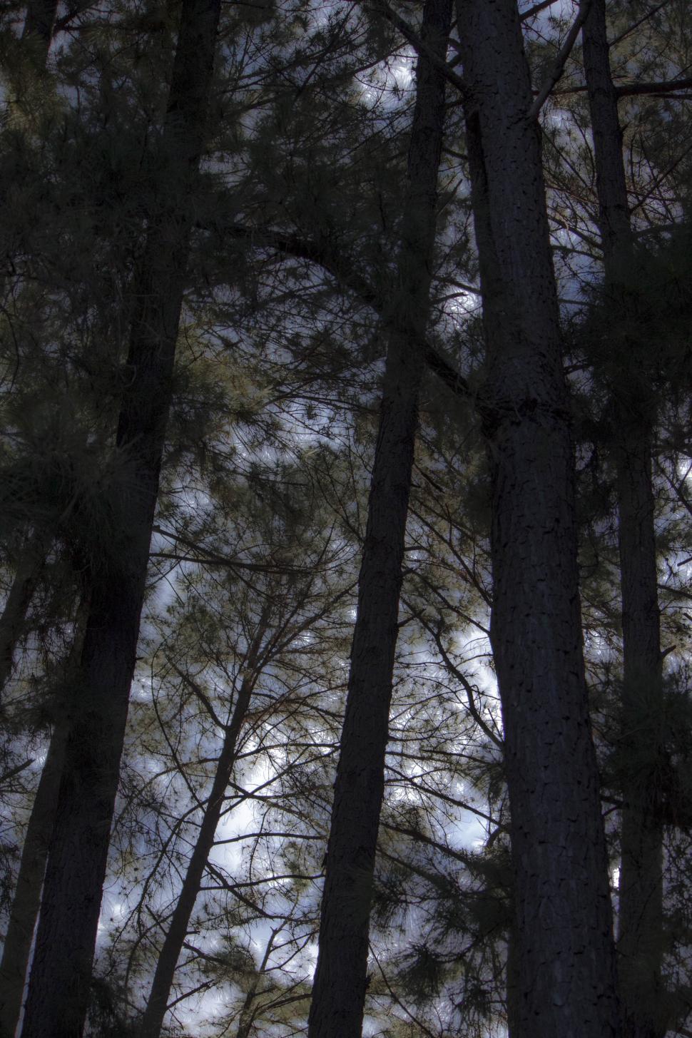 Free Image of Haunted Forest 