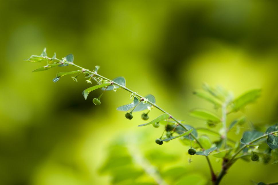 Free Image of Branch with seeds 