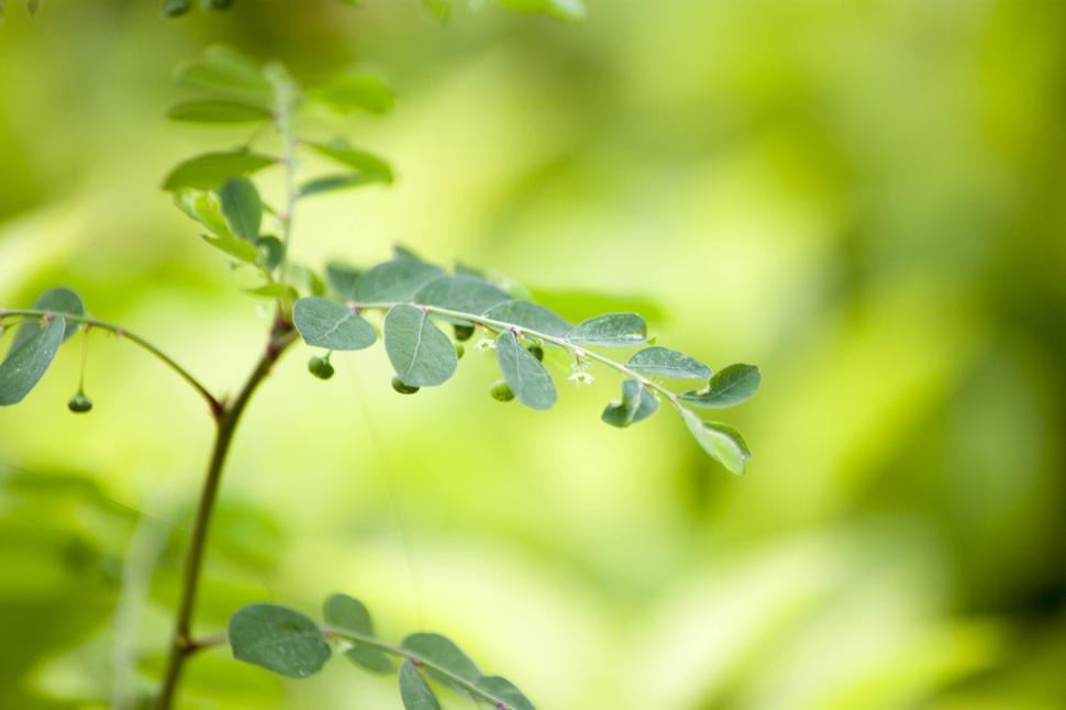 Free Image of Tiny seeds 