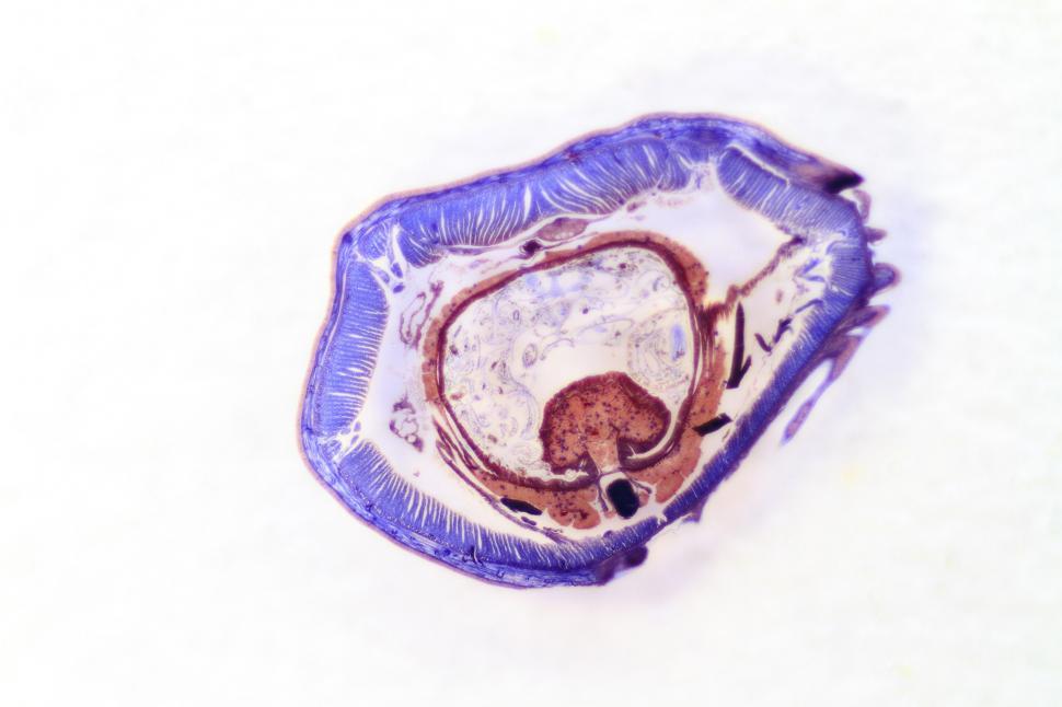 Free Image of Earthworm cross section 
