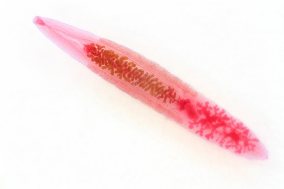 Free Image of Fluke Stained slide. 