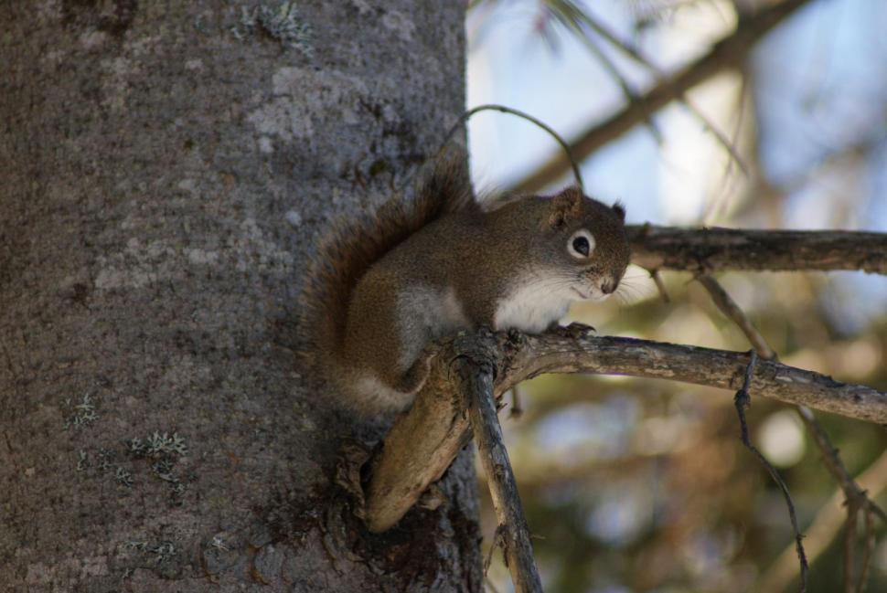 Free Image of Squirrels 