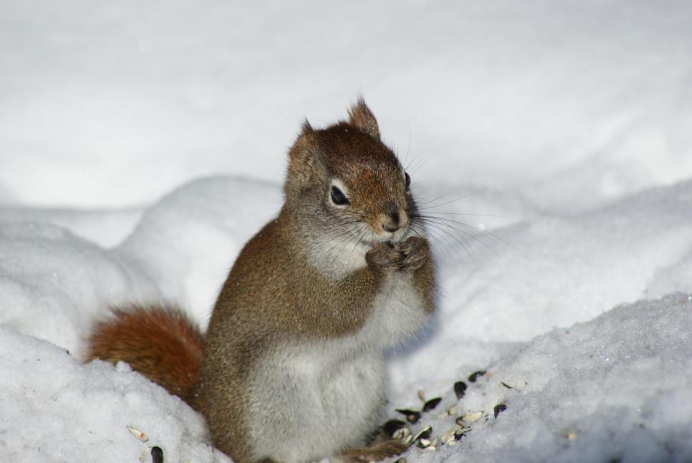 Free Image of Squirrels 