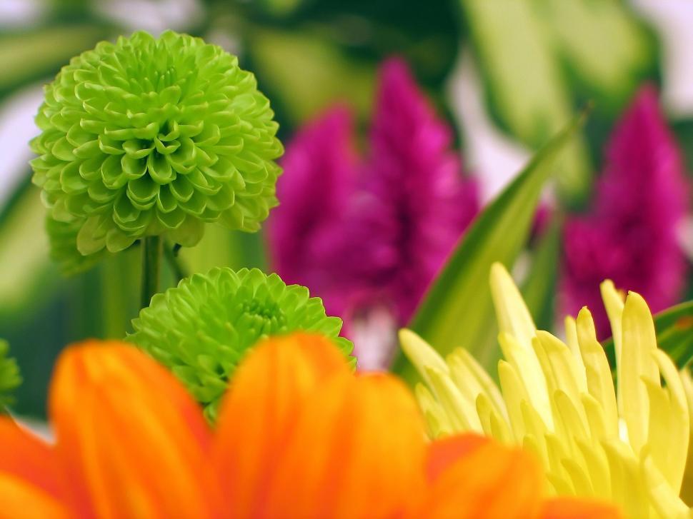 Free Image of Vibrant Cluster of Various Flowers 
