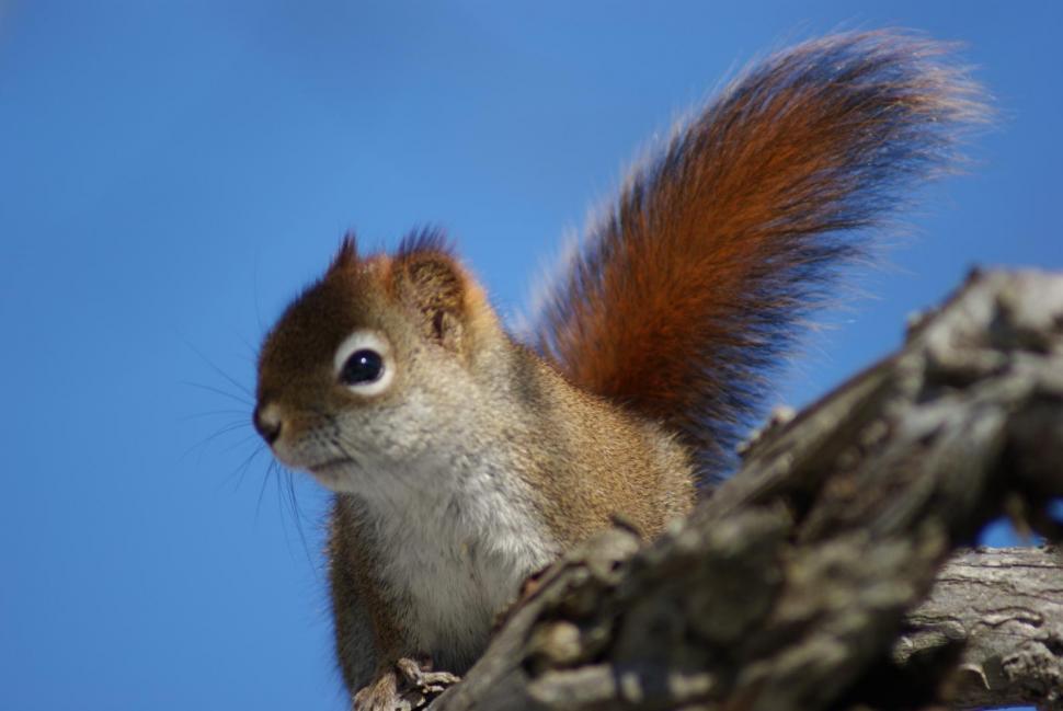 Free Image of Squirrels 