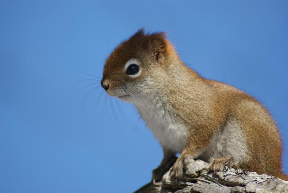 Free Image of Squirrels 