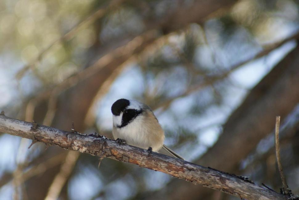 Free Image of chickdee 