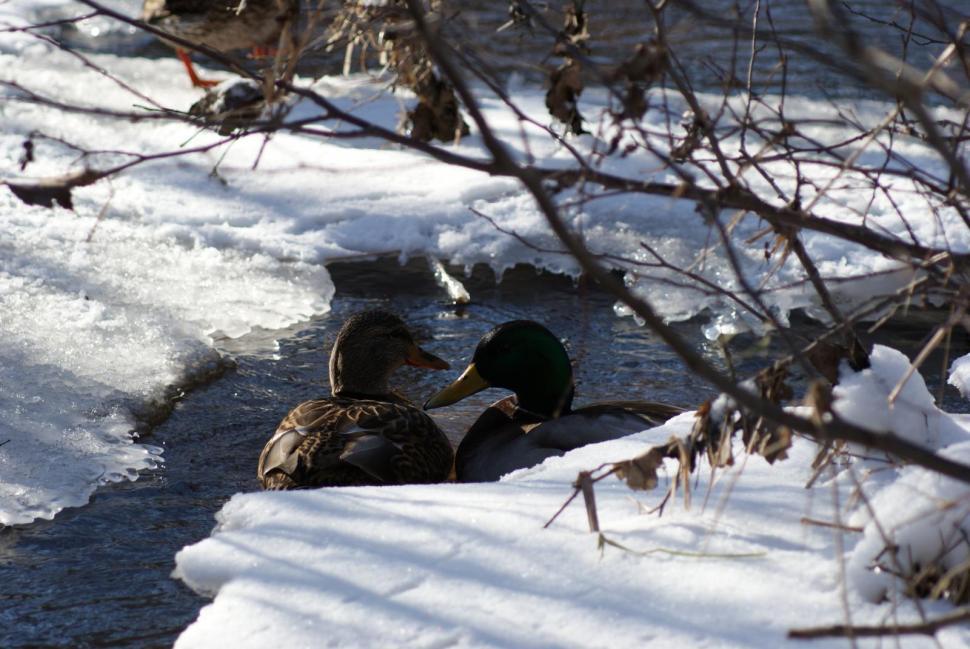 Free Image of Ducks 