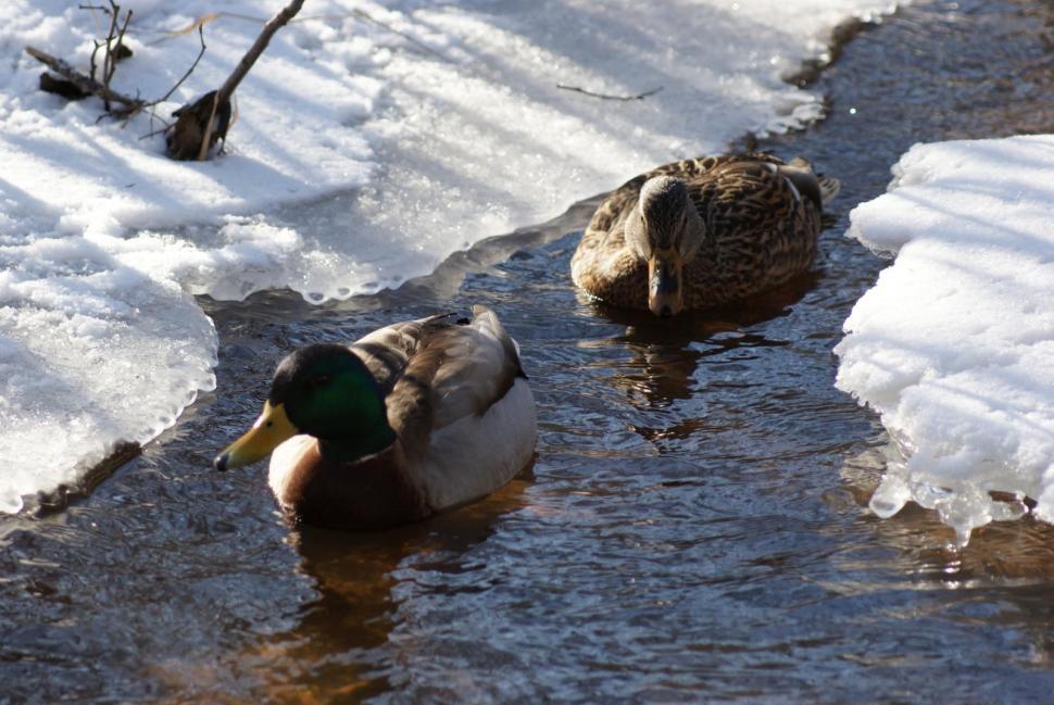 Free Image of Ducks 
