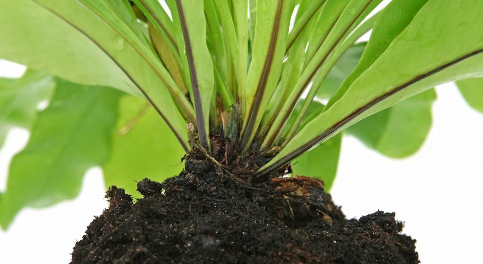 Free Image of Close Up of Plant With Dirt on Ground 