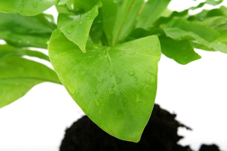 Free Image of Close Up of Plant With Water Droplets 