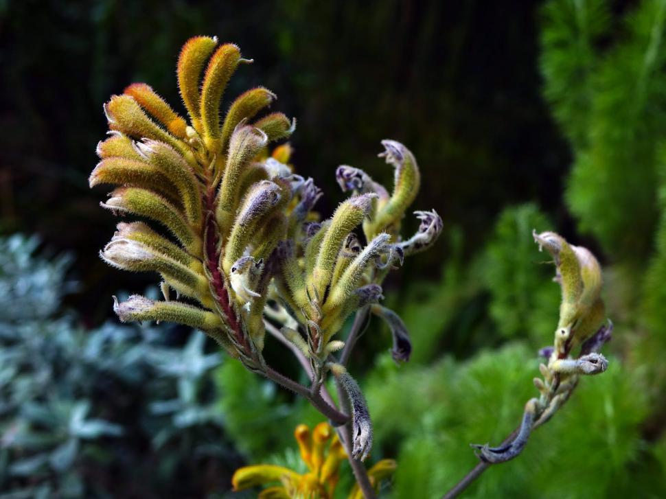 Free Image of Close Up of Plant With Yellow Flowers 