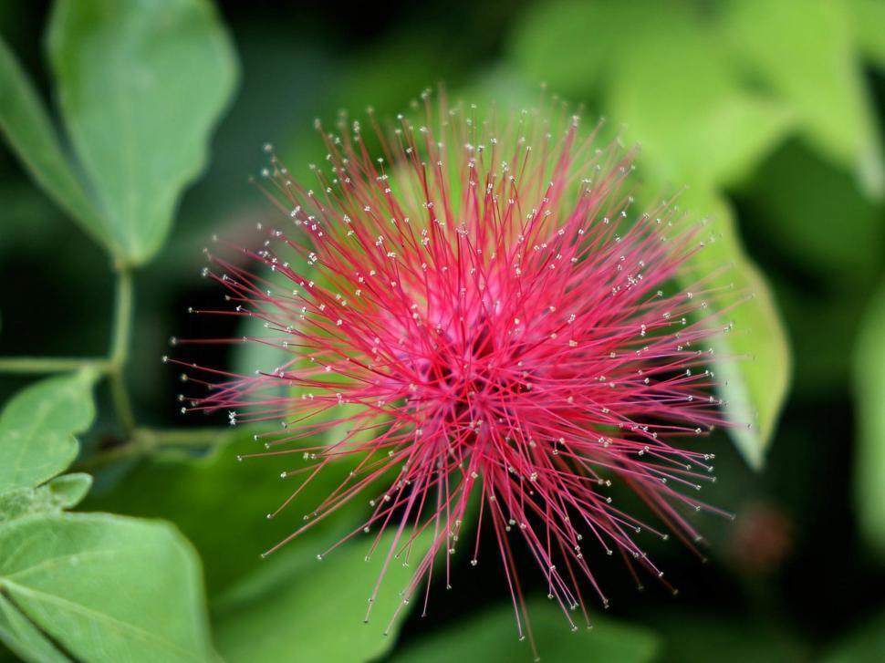 Free Image of Close Up of a Pink Flower With Green Leaves 