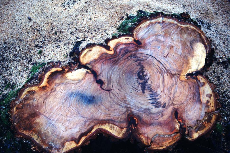 Free Image of Tree stump 