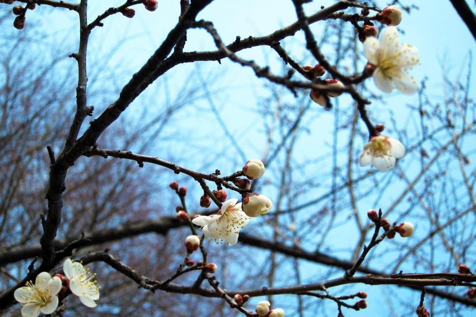 Free Image of White Flower Tree Against Blue Sky 