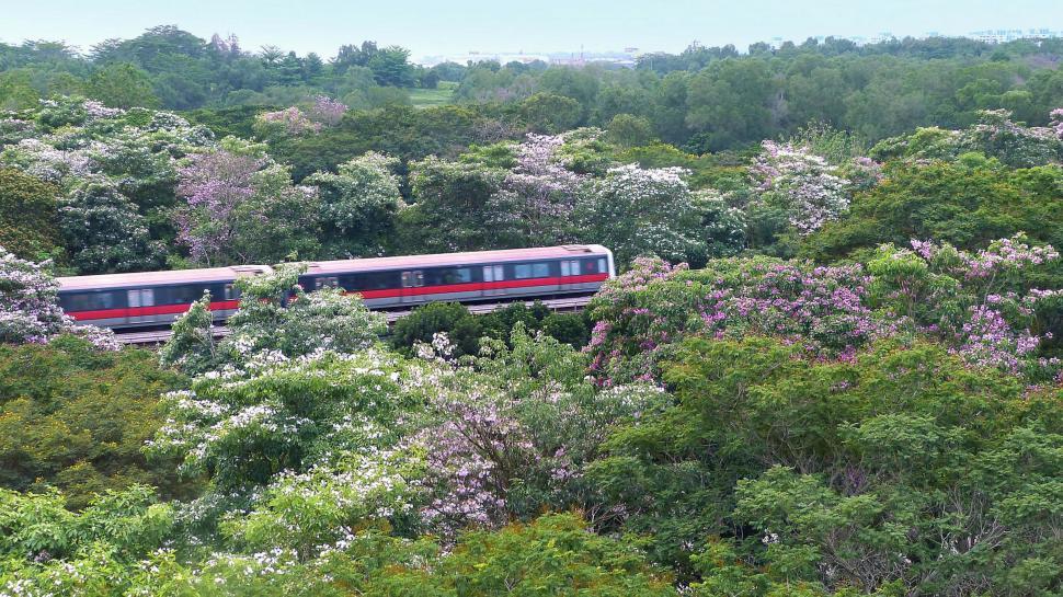 Free Image of Train Traveling Through Lush Green Forest 