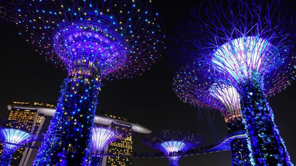 Free Image of Group of Trees Illuminated in the Night 