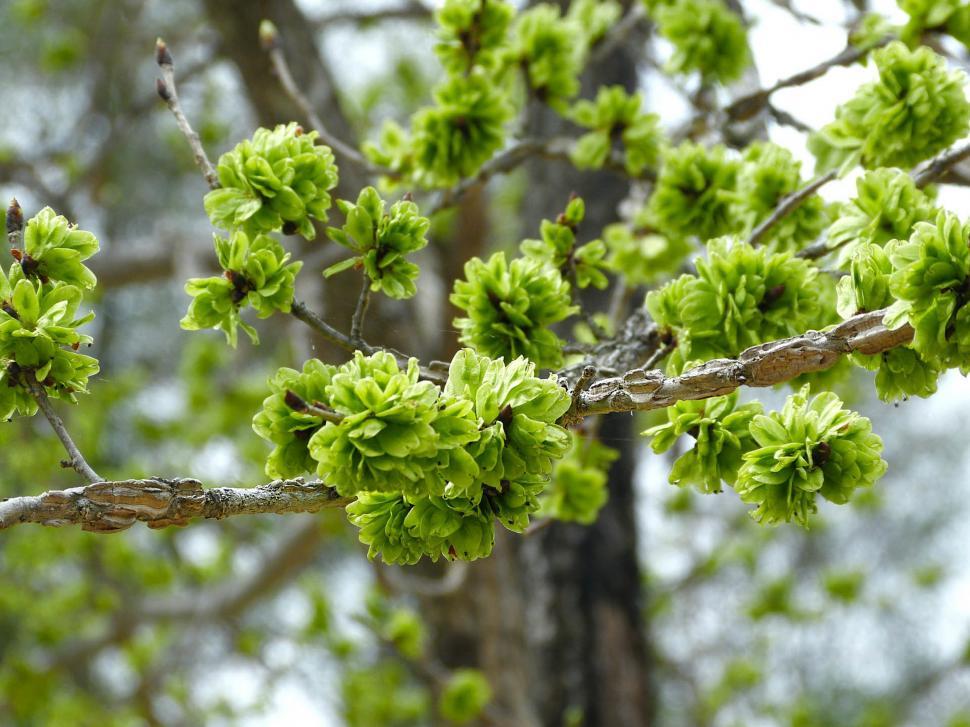 Free Image of Close Up of a Tree With Green Leaves 