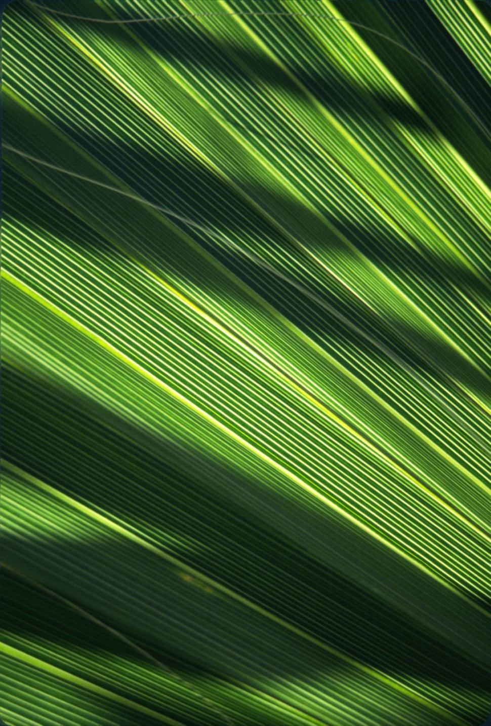 Free Image of Palm frond background 