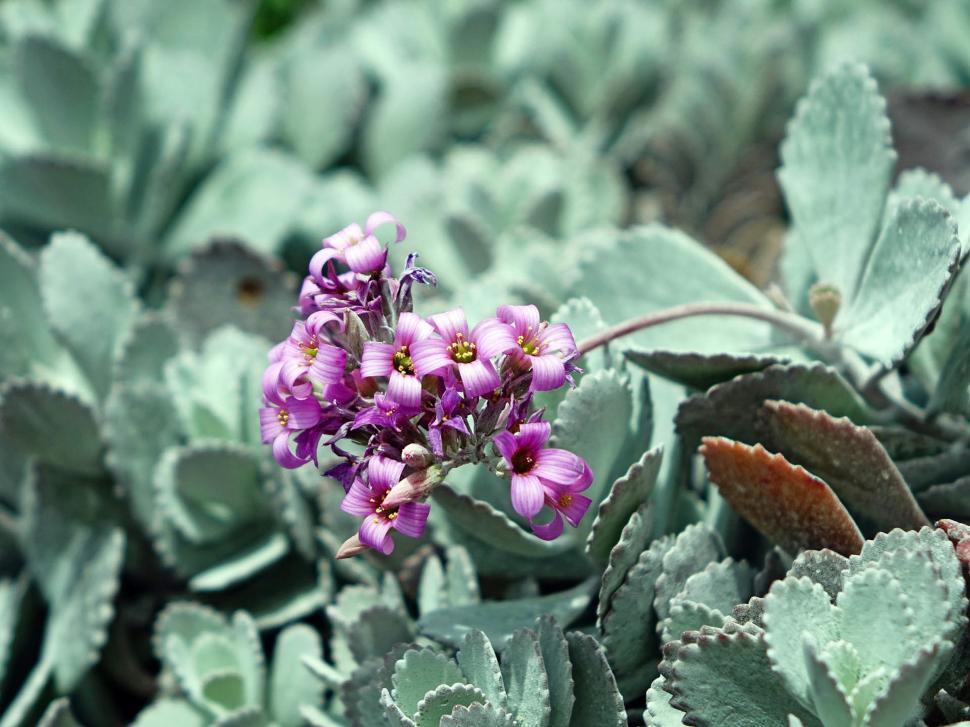 Free Image of Small Purple Flower Growing in Field 