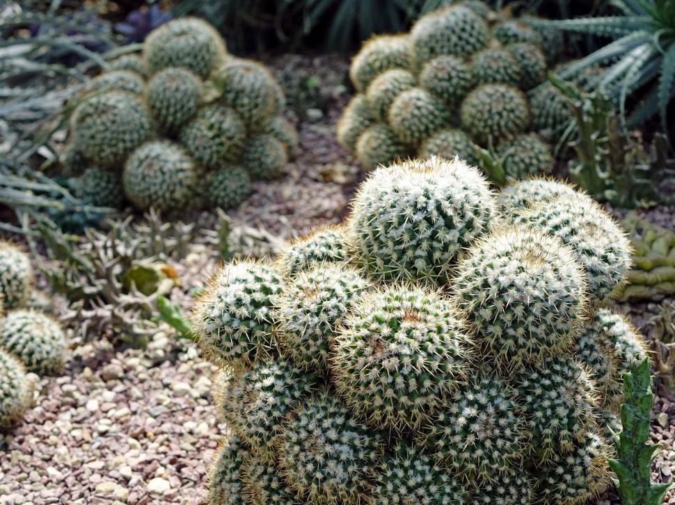 Free Image of Cluster of Cactus Plants Growing in Soil 