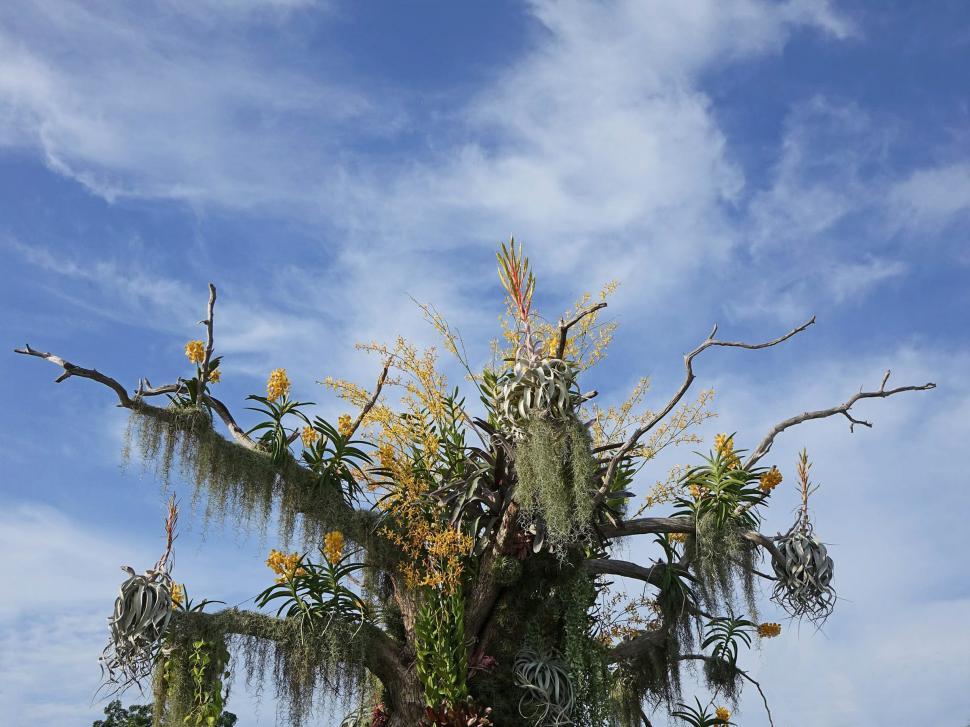 Free Image of Tall Tree Covered in Abundant Flowers 