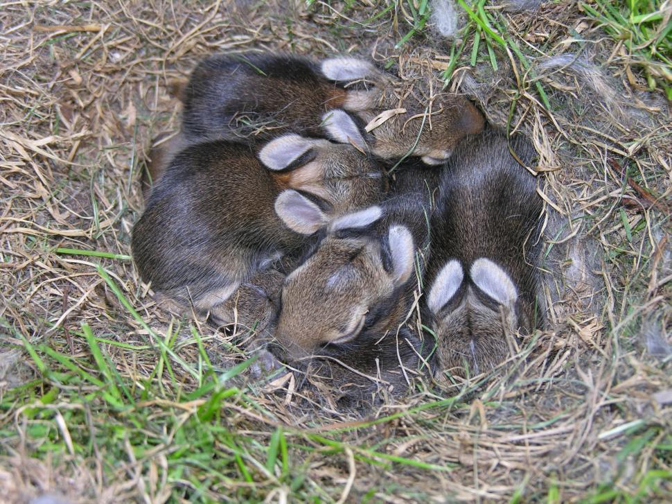 Free Image of Baby bunnies 