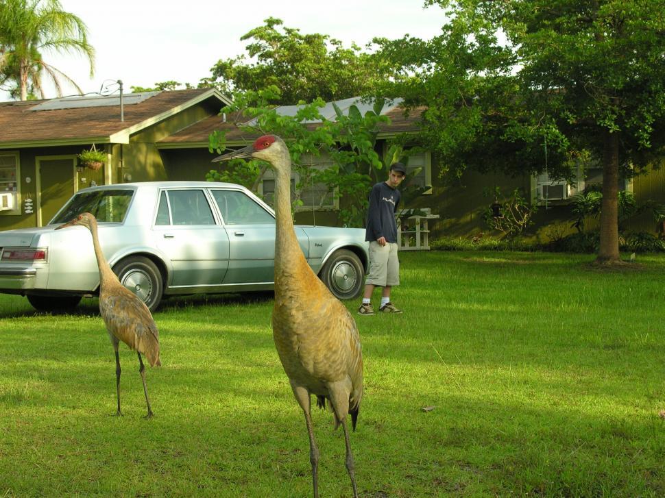 Free Image of Big Birds, really big 