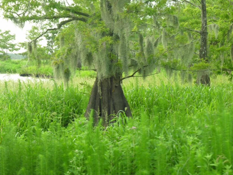 Free Image of Swampy Florida 