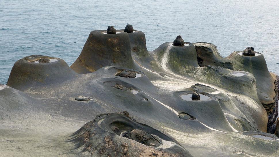 Free Image of Group of Birds Perched on Top of Rock Formation 